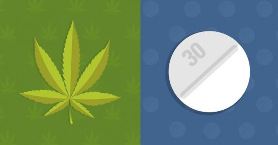 opioidy a marihuana medyczna