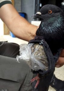 Gołąb przemycał narkotyki do więzienia na Kostaryce