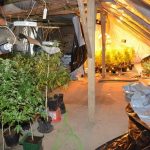 Plantacja marihuany w Lubiczu