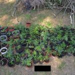 Plantacja marihuany w Lubiczu