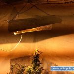 Hodowla marihuany w ziemiance w Rudnej k. Lubina