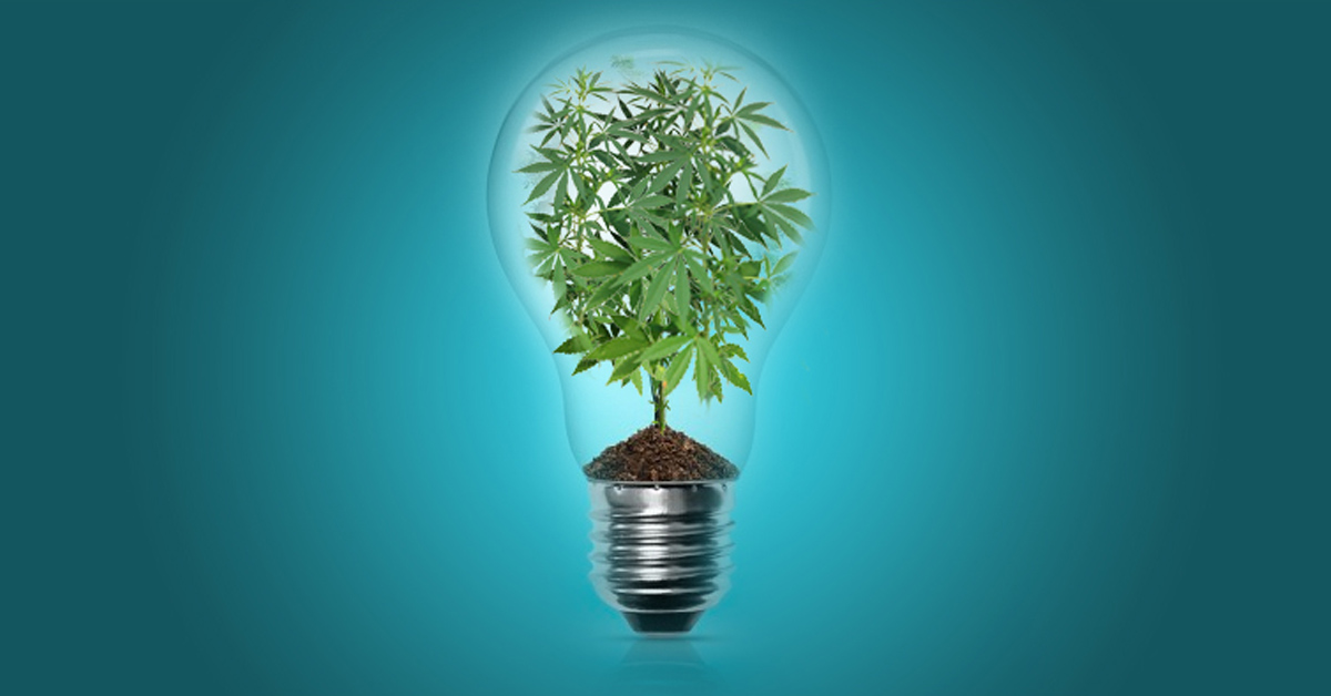 20 pomysłów na biznes konopny