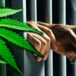 Marihuana w więzieniu w Czarnem