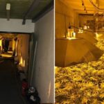 Plantacja marihuany w bunkrze przeciwatomowym