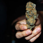 Syn handlował marihuaną ojca