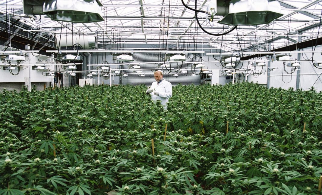 Uprawa marihuany w Holandii na dużą skalę