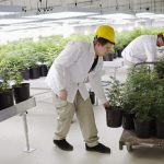Fabryka marihuany Canopy Growth