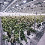 Fabryka marihuany Canopy Growth