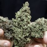 Legalizacja marihuany w Kanadzie