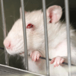 Wytrenowali mysz, by... szmuglowała marihuanę w więzieniu!