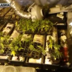 krzaki marihuany w Jeleniej Górze