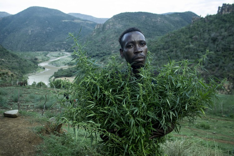 Legalizacja marihuany w RPA