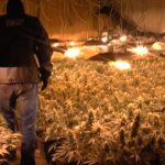 Największa plantacja marihuany w Polsce