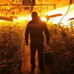 Co się dzieje z marihuaną po jej skonfiskowaniu