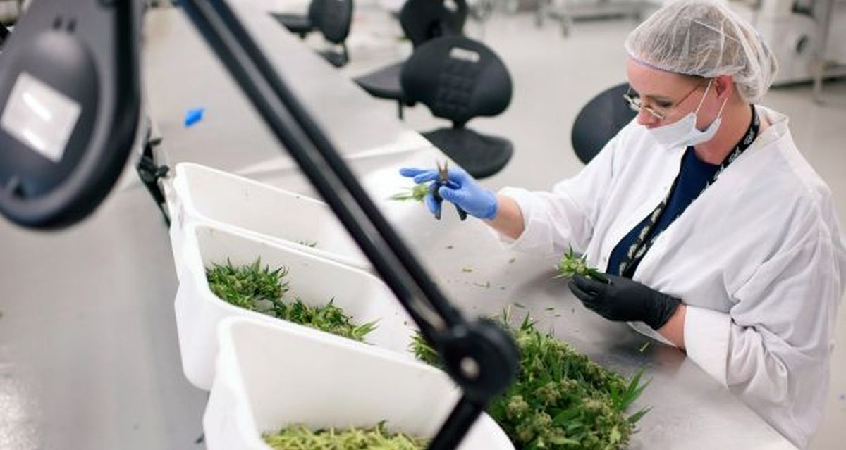 Medyczna marihuana w Polsce