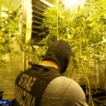 Dwupoziomowa plantacja marihuany pod Cieszynem