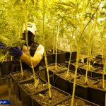 Dwupoziomowa plantacja marihuany pod Cieszynem