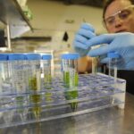 Medyczna marihuana w Polsce