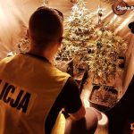 Uprawa marihuany w szambie w Mikołowie