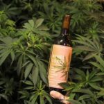 wino z marihuany po ktorym nie ma kaca