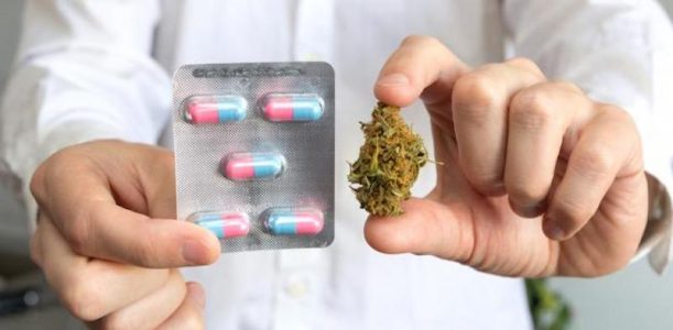 medyczna marihuana w aptekach? Jeszcze poczekamy