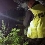 dziadek gandzia łódzka policja plantacja marihuany