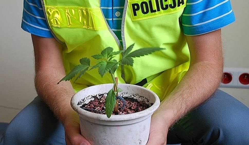 Palili zioło w szpitalu bielska policja cannabisnews
