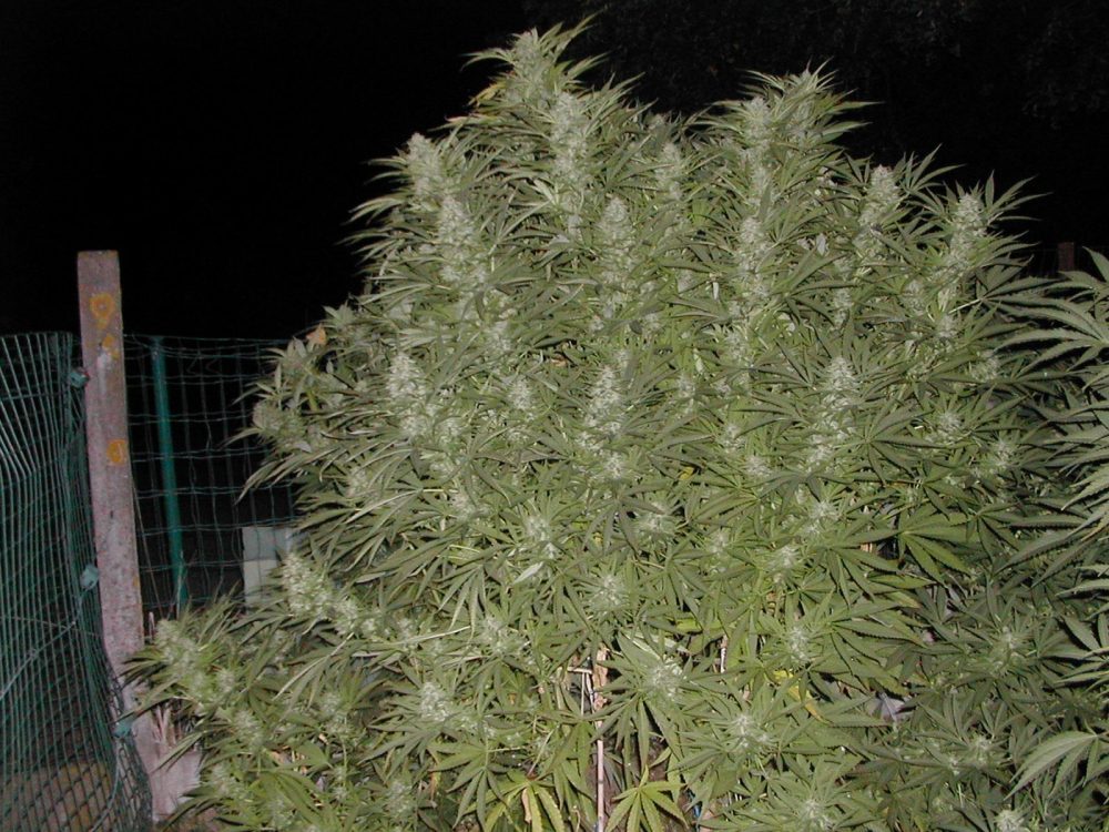 tanie nasiona marihuany early skunk black diamond seeds