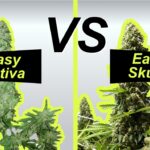 Early skunk vs Easy Sativa porównanie odmian marihuany