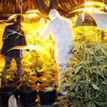 plantacja marihuany siwy toruń