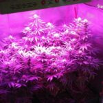 cieszyńska policja zlikwidowała uprawę marihuany w szafie