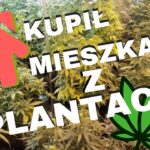 Zabrzanin kupił mieszkanie na licytacji komornicznej. W mieszkaniu była plantacja marihuany
