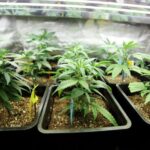 W zeszłą sobotę kryminalni z Wisznicy prowadzili śledztwo w sprawie 24- letniego mieszkańca gminy Łomazy. Gdy udali się pod wskazany adres ustalili, że uprawia 4 krzaki marihuany o wysokości 15 cm. Mężczyzna usłyszał zarzuty po czym dobrowolnie poddał się karze.