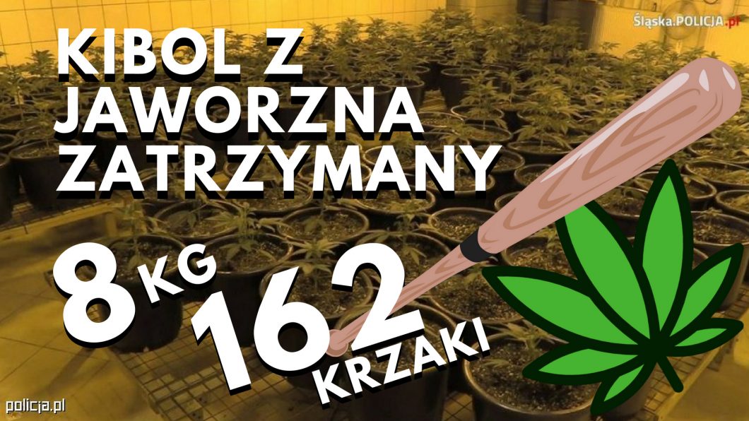 pseudokibic z jaworzna zatrzymany - uprawial marihuanę.