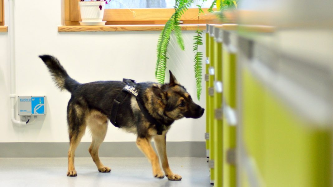Pies straży granicznej wykrył u uczniów w tarnogórskiej szkole marihuanę