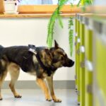 Pies straży granicznej wykrył u uczniów w tarnogórskiej szkole marihuanę