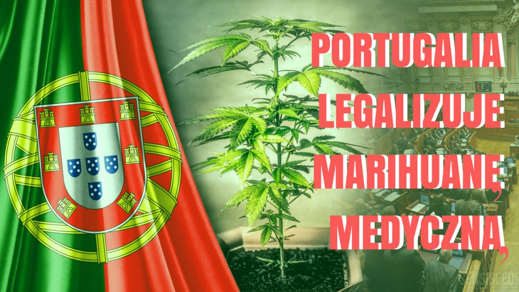 Portugalia zalegalizowała marihuane medyczną. Będzie ona dostępna na receptę dla pacjentów.