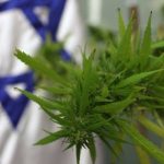 izrael marihuana cannabisnews wywiad