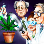 Badania naukowe długotrwałe zażywanie marihuanay SWPS Uniwersytet Warszawa