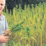 Rolnik legalnie uprawia konopie pod Szczecinkiem. Ludzie i Policja myślą, że to marihuana