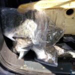 Młode małżeństwo z Kielc przewoziło w samochodzie 30 kg marihuany. Zostali zatrzymani przez Kielecka policję. Grozi im co najmniej 3 lata więzienia.