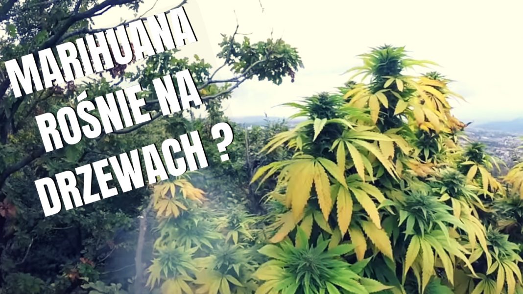 Uprawa marihuany outdoor na drzewach? Jak najbardziej jest to możliwe