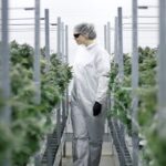 Kanadyjska firma Cronos chce stworzyć THC w laboratorium. Syntetyczne THC ma być bardziej dostępne i dużo tańsze.