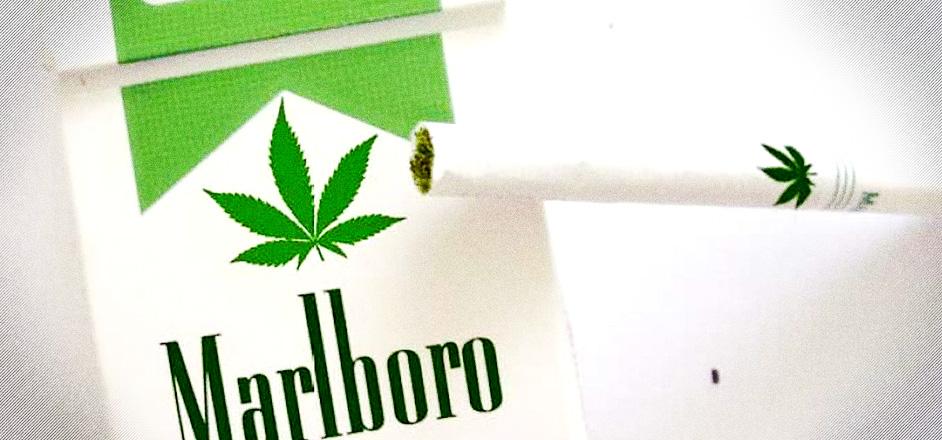 Właściciel marki Malrboro inwestuje w rynek marihuany