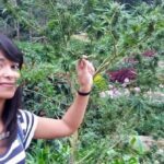 Tajlandia jako pierwszy kraj Azji południowej, legalizuje marihuanę medyczną