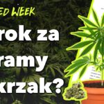 Wyrok za 3 gramy i krzak? MArlboro inwestuje w marihuanę a Nowy Jork chce modernizować metro za pieniądze z legalizacji konopi indyjskich