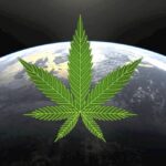 W których miastach spożywa się najwięcej marihuany na świecie?