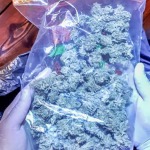 Policja zlikwidowała uprawę marihuany w Kostrzynie nad Odrą. Zabezpieczono 30 kg suszu i 312 krzaków.