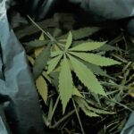 Stracił plantację i susz przez suchą karmę dla psa