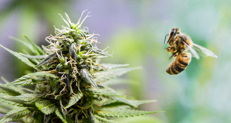 Pszczoły na haju. Mieszkaniec Nowego Bohu dokarmiał pszczoły marihuaną?